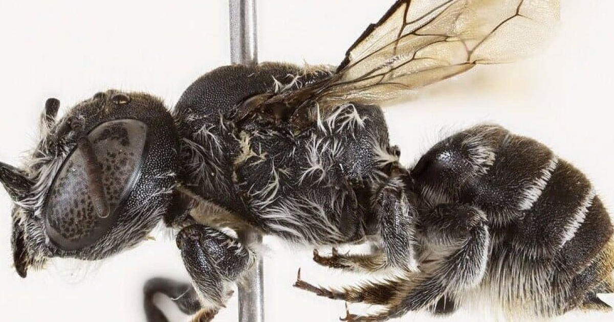 Рогатую пчелу из Австралии назвали в честь Люцифера - свежие новости на Toplenta по теме Рендер