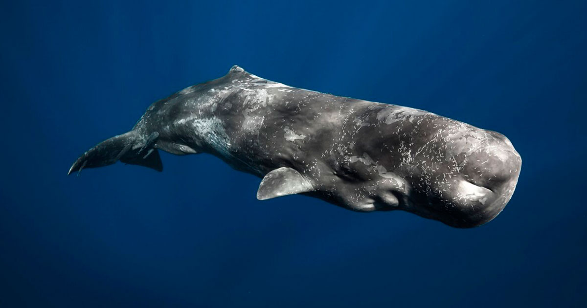 Как кашалоты общаются друг с другом через тысячи километров - свежие новости на Toplenta по теме оо