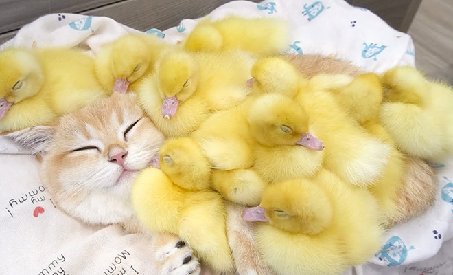 Кошка пригрела утят и теперь они думают, что они котята:видео - свежие новости на Toplenta по теме общество