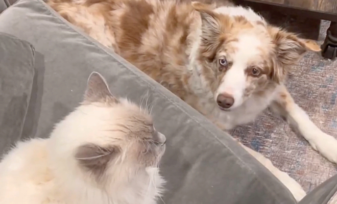 Собаку пастуха поселили в квартире, но там не было овец. Тогда она начала пасти кота - свежие новости на Toplenta по теме картон