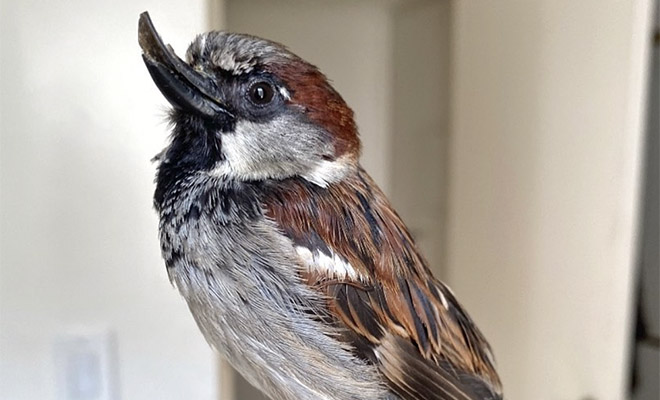 Девушка спасла крошечного воробья с неправильным клювом, и теперь птица думает, что она щенок - свежие новости на Toplenta по теме общество