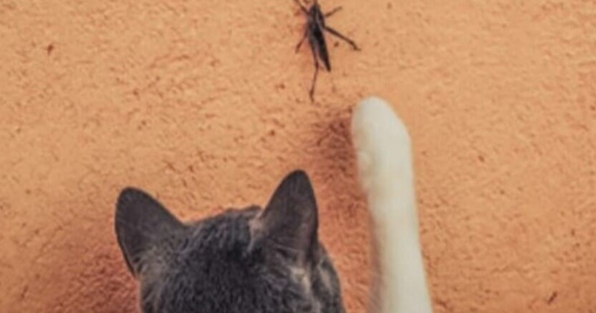 Домашние кошки предпочли кузнечиков и сверчков всем другим членистоногим - похожая новость на Toplenta