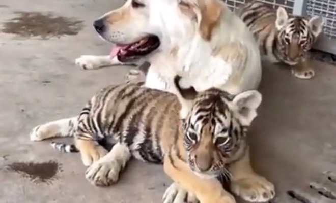 Собака воспитала трех тигрят, а через два года встретилась с ними снова. Реакция на видео - свежие новости на Toplenta по теме общество