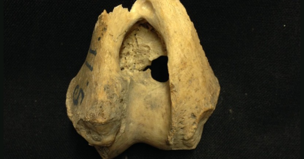 Древние люди завезли волков на небольшой шведский остров - похожая новость на Toplenta