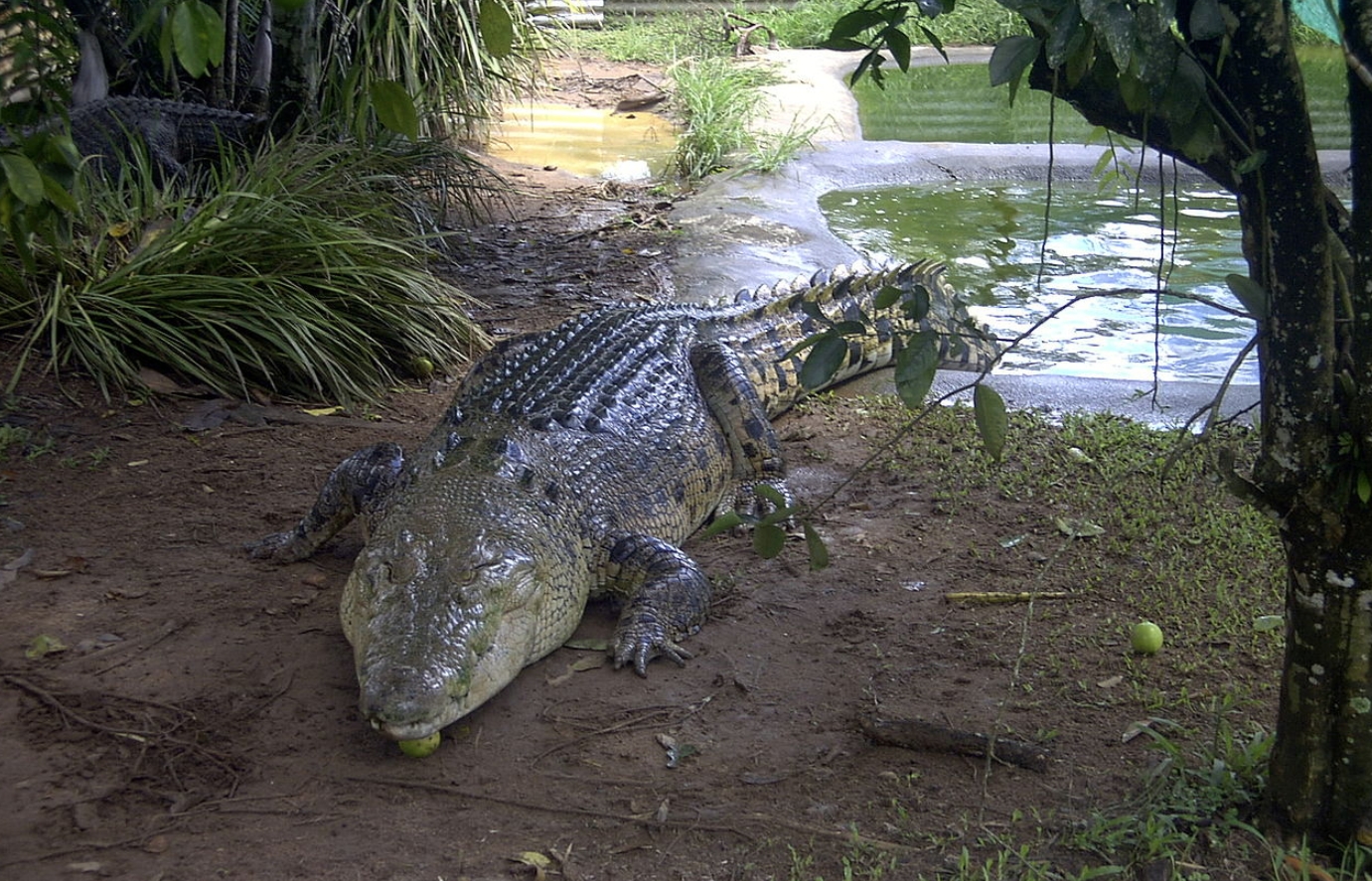 5 опасных хищников, которых почти невозможно убить - свежие новости на Toplenta по теме Интерес