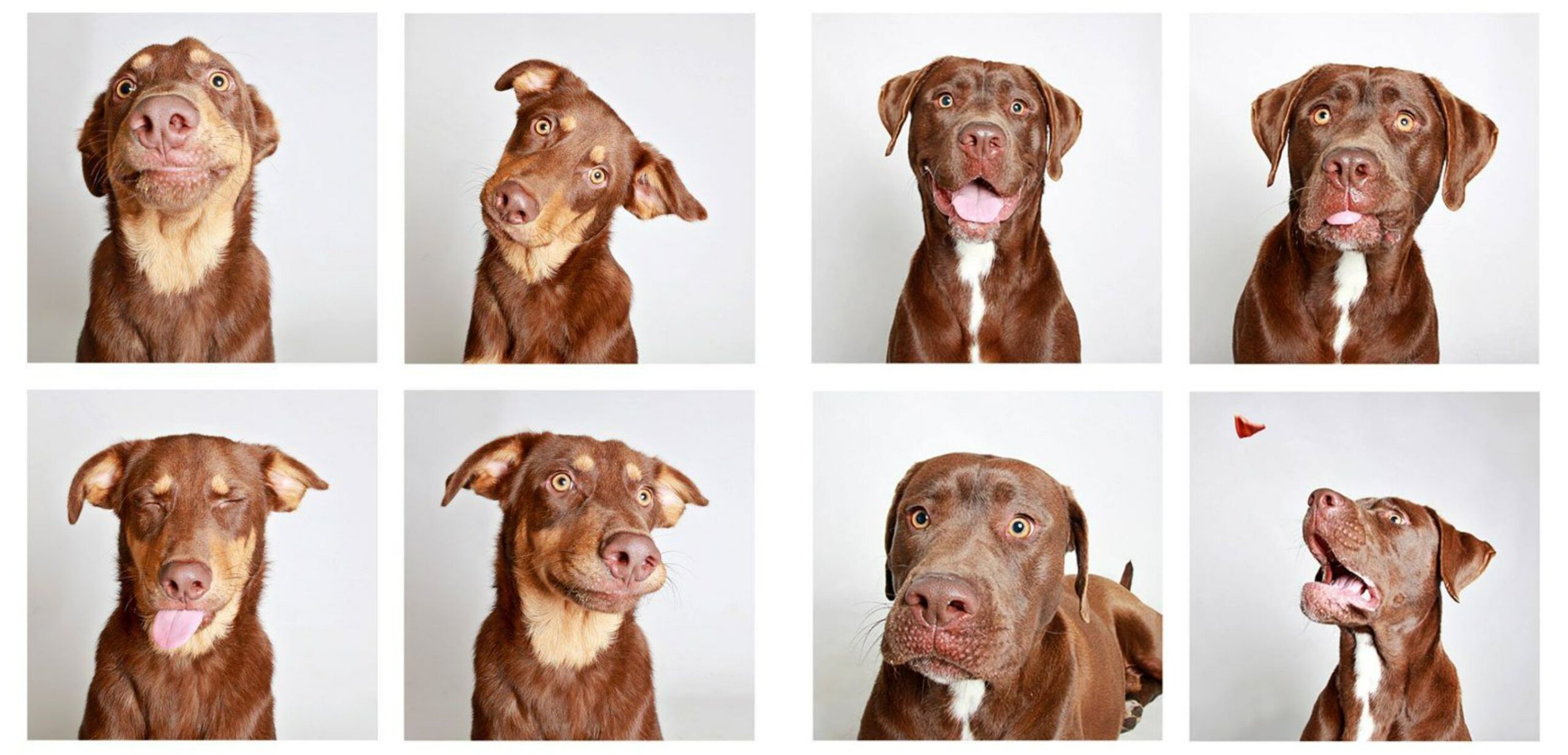 Почему у собак появилась выразительная мимика, которой нет у волков - свежие новости на Toplenta по теме Интерес