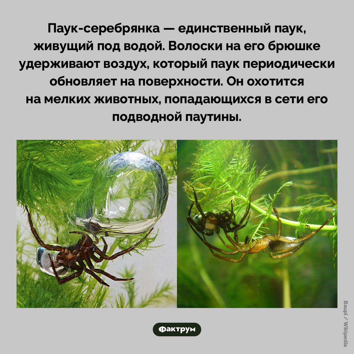 Подводный охотник: паук, который живёт в водной среде - похожая новость на Toplenta