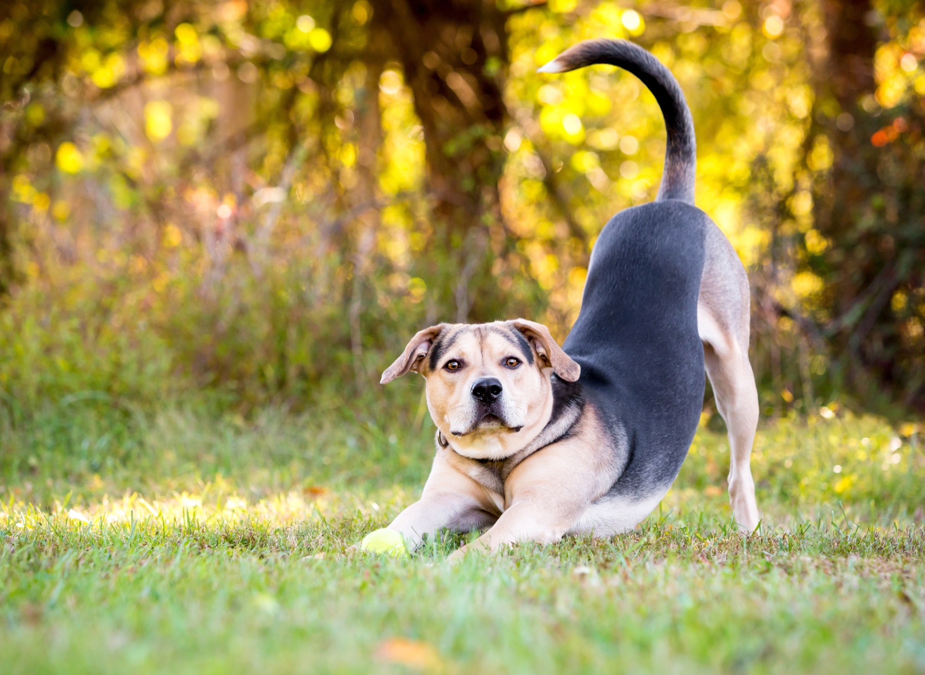 Почему собака потягивается при встрече? Вот что она на самом деле говорит вам - свежие новости на Toplenta по теме Интерес