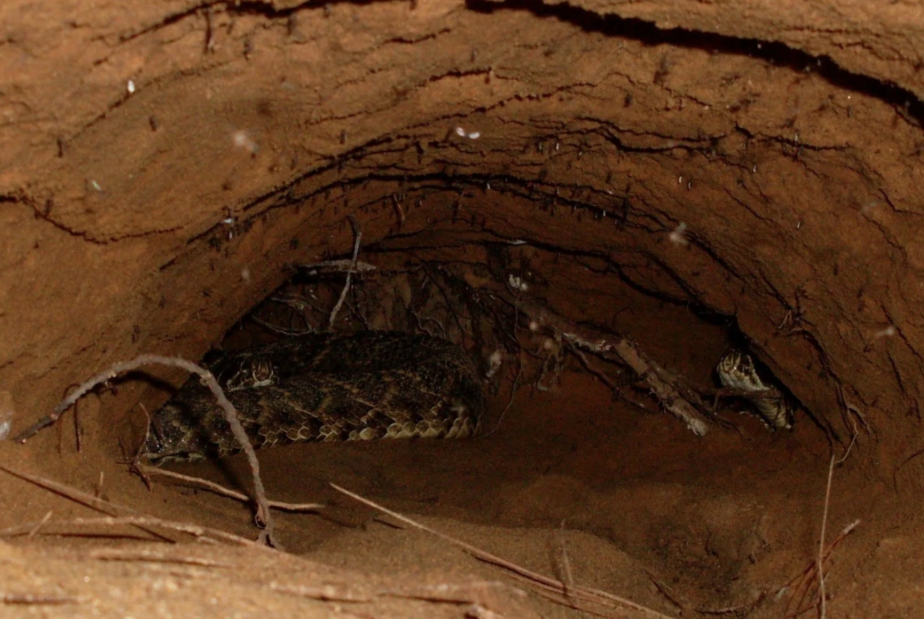 Где прячутся змеи, когда приходит зима - свежие новости на Toplenta по теме Интерес