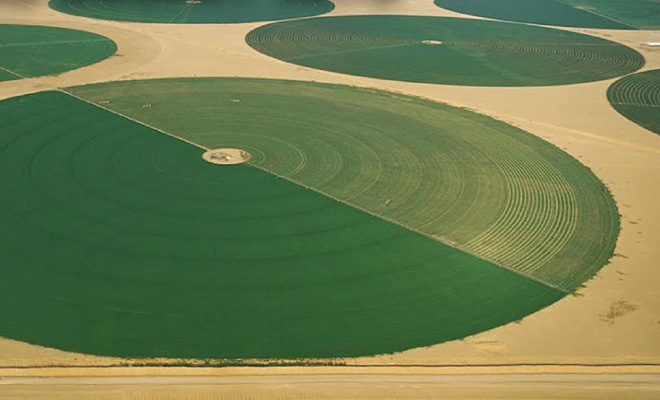 Саудовская Аравия превращает пустыню в гигантский сад: среди песков сажают 50 миллиардов деревьев - свежие новости на Toplenta по теме муха