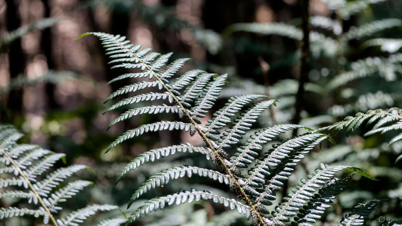 Китайцы первыми в мире добыли редкоземельные металлы из растений - свежие новости на Toplenta по теме - на острие науки