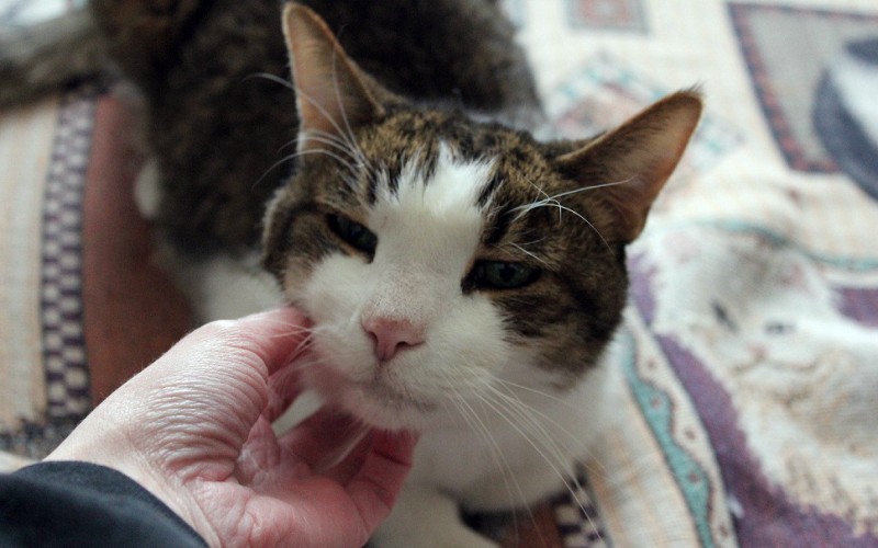 Как ваша кошка пытается с вами говорить - похожая новость на Toplenta