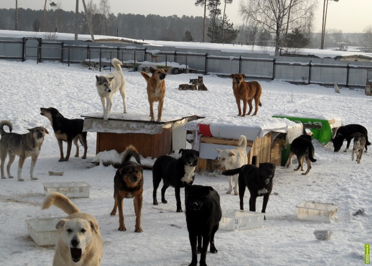 Как защититься от стаи диких собак - свежие новости на Toplenta