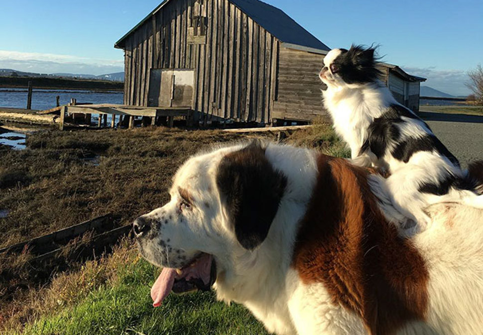 Собака собаке — средство передвижения - похожая новость на Toplenta