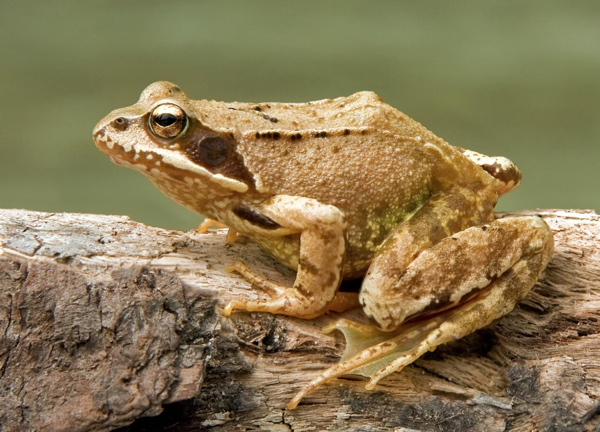 Как лягушки переживают холода: секреты зимовки земноводных - свежие новости на Toplenta по теме интерес