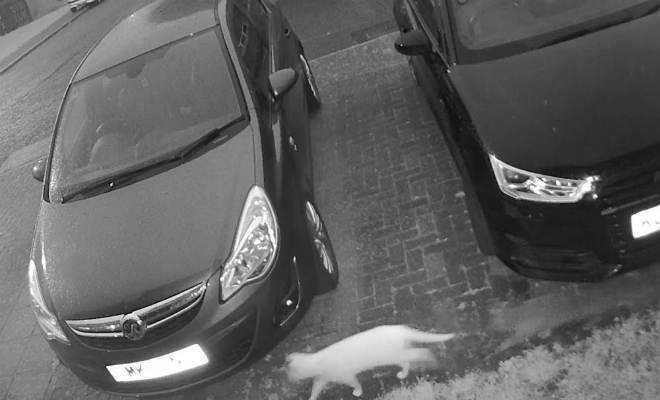 Камера наблюдения сняла как прошел кот, а за ним прошел след другого кота - свежие новости на Toplenta по теме След