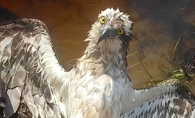 Ястреб запутался в леске и не мог даже шевелиться: его увидел рыбак и решил помочь. Птица поняла человека без слов - свежие новости на Toplenta по теме общество