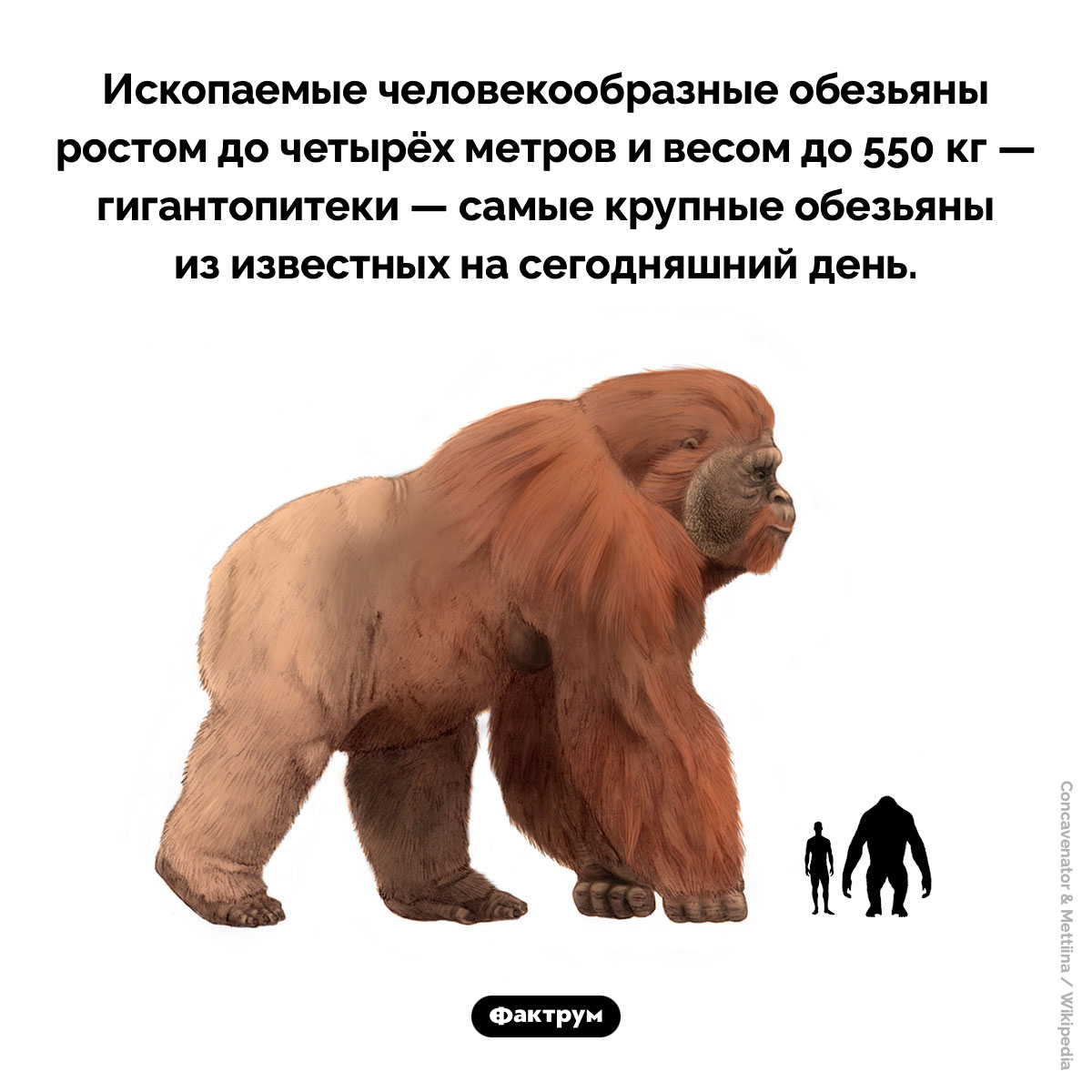Гигантопитеки - похожая новость на Toplenta