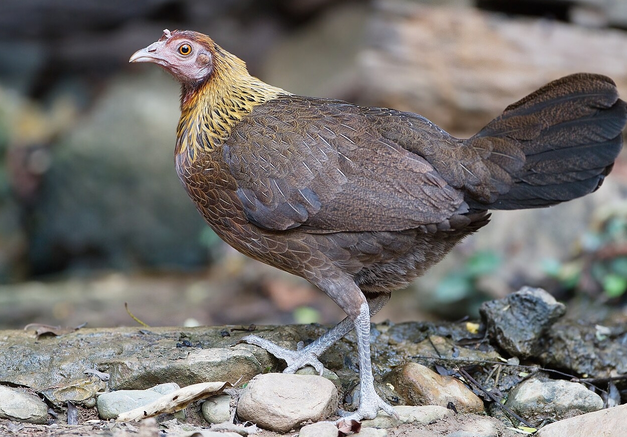 Почему мы едим именно куриц, а не других птиц? - свежие новости на Toplenta по теме Интерес