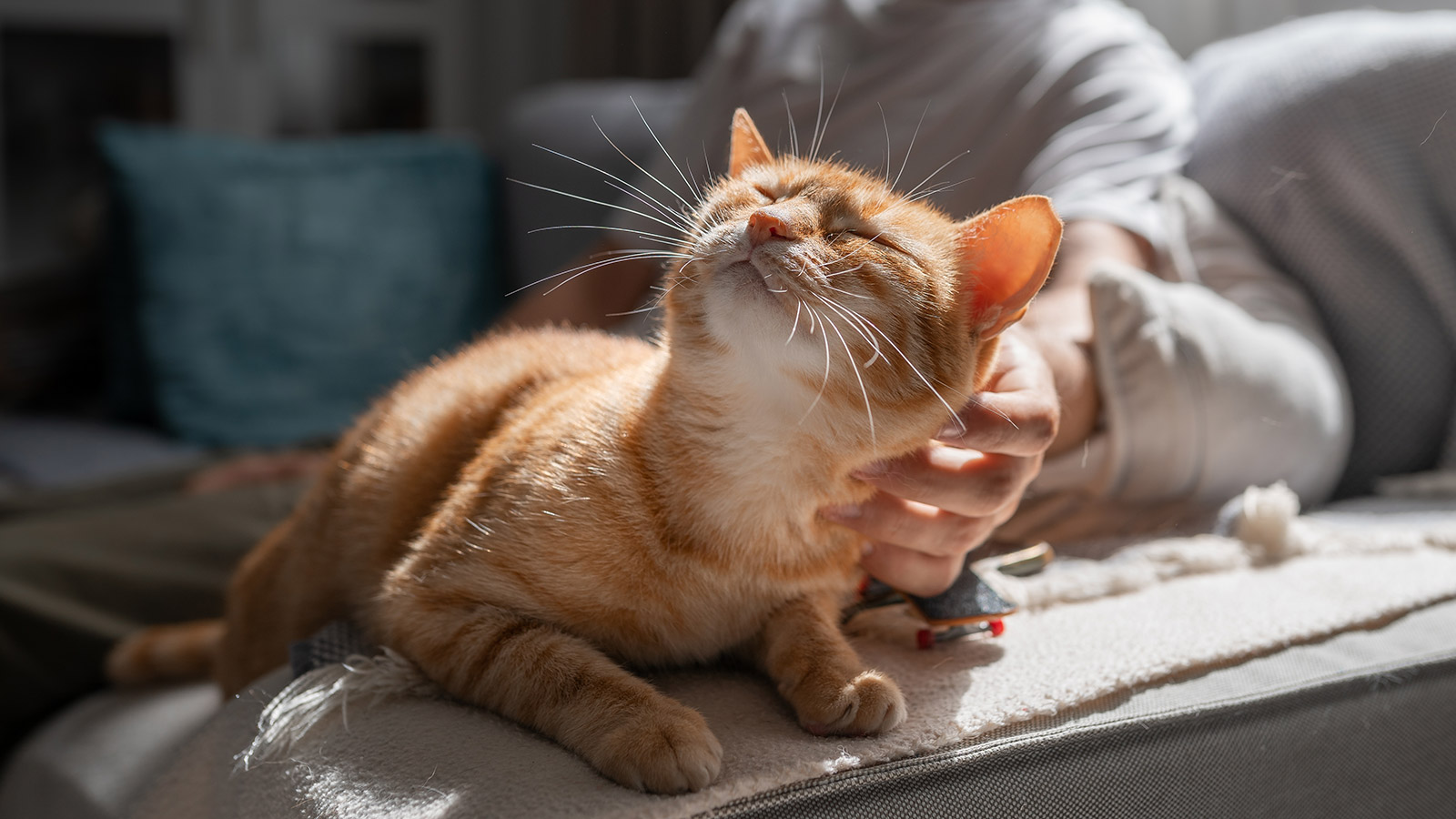 Как правильно гладить кошку - похожая новость на Toplenta