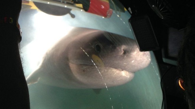 Батискаф ученых погрузился в глубину и столкнулся с полчищем ревущих акул - похожая новость на Toplenta