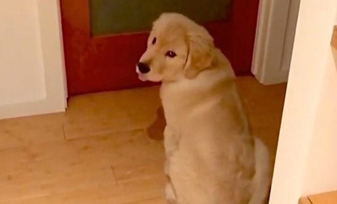 Мужчина взял домой собаку и заметил, что она ночью не спит, а идет к двери и смотрит на людей до утра - похожая новость на Toplenta