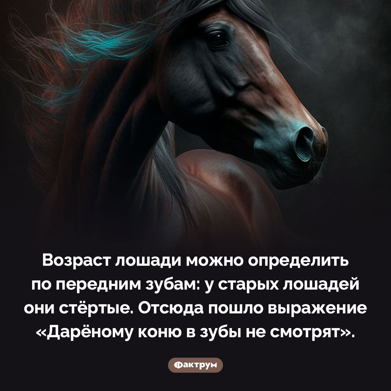 Как определить возраст лошади - похожая новость на Toplenta