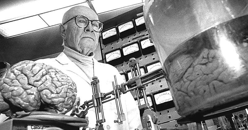 История одной пересадки головы, которой не суждено было состояться - свежие новости на Toplenta по теме Наук