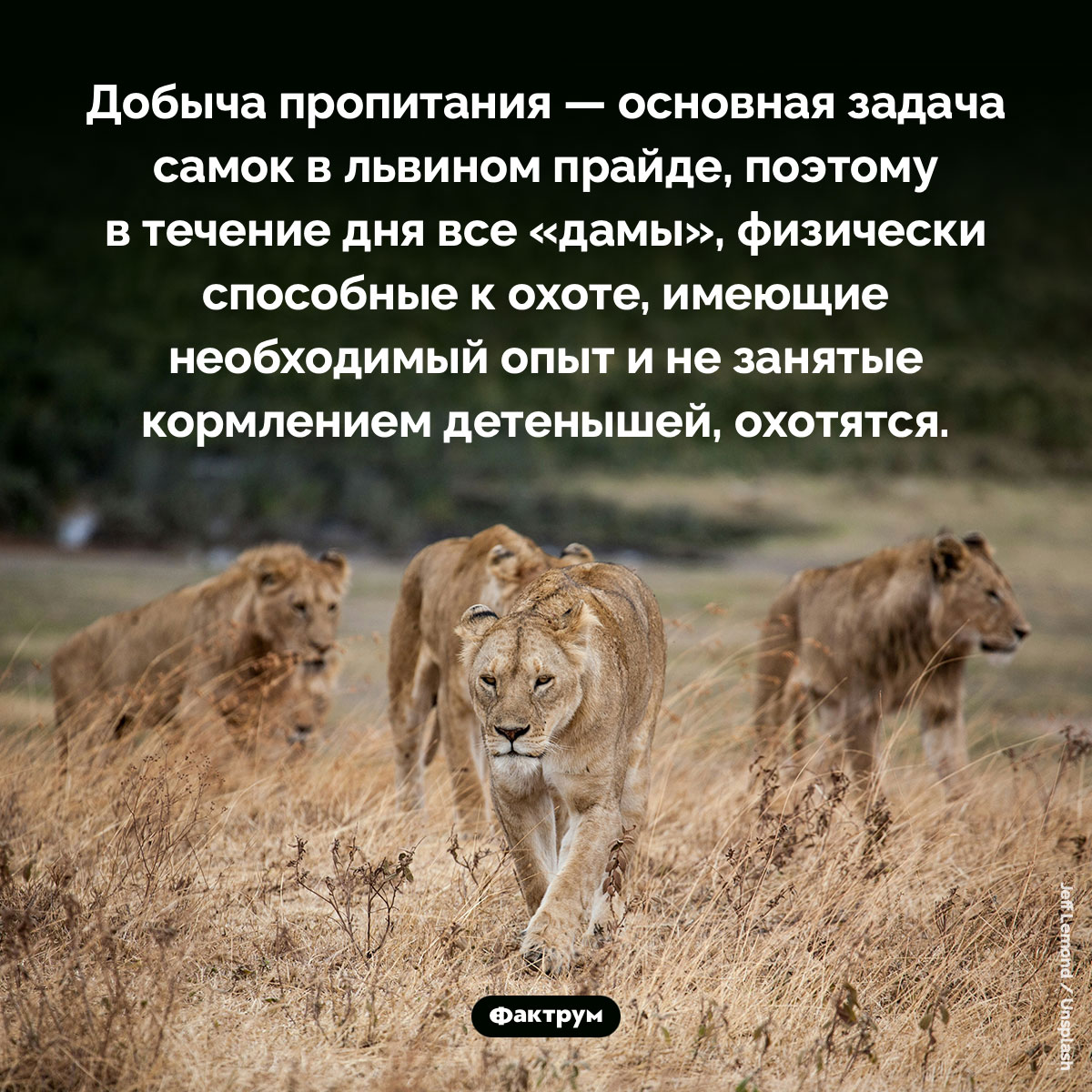 Большинство свободного времени львицы проводят на охоте - похожая новость на Toplenta